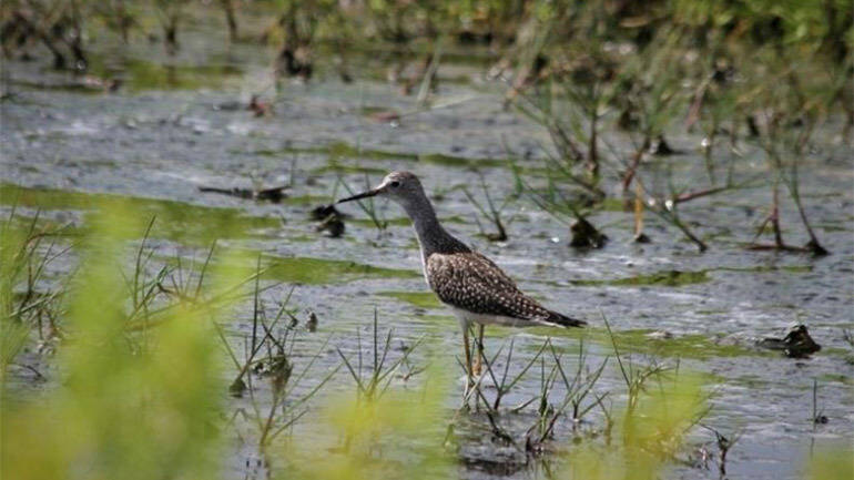 Lesser Yellowlegs  Region 2